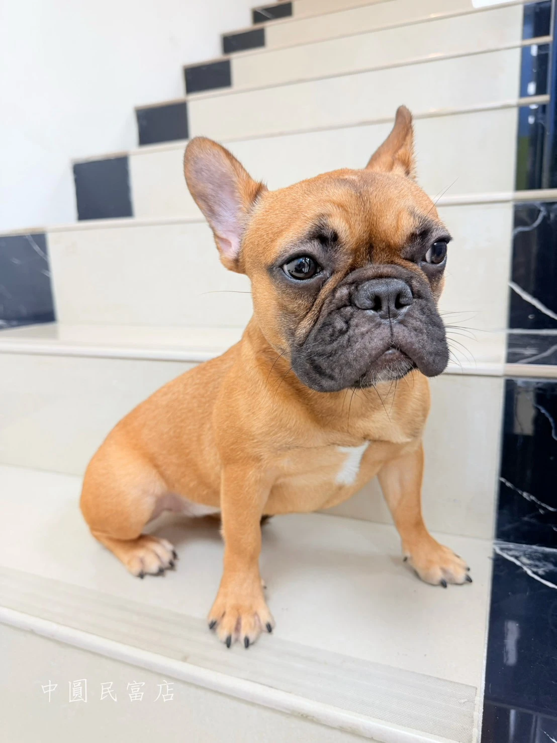 法國鬥牛犬｜赤