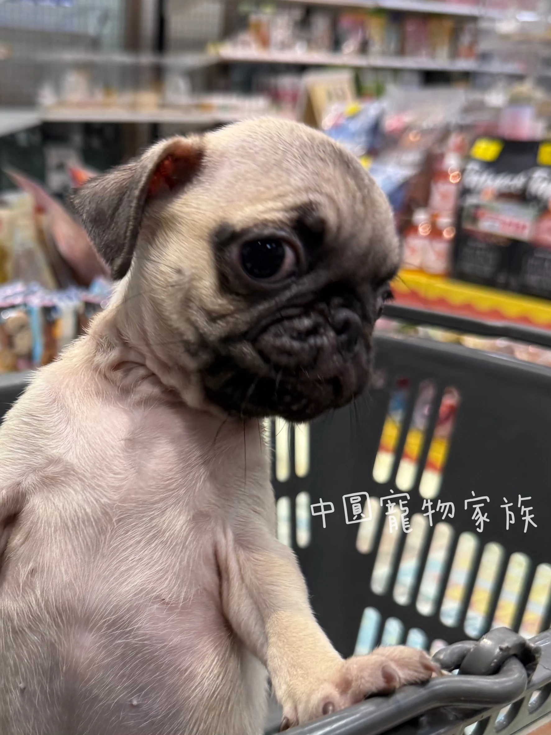 巴哥｜米