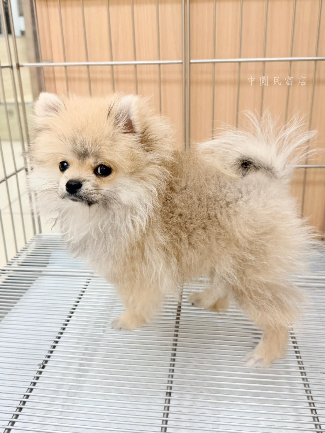 博美犬｜貂色
