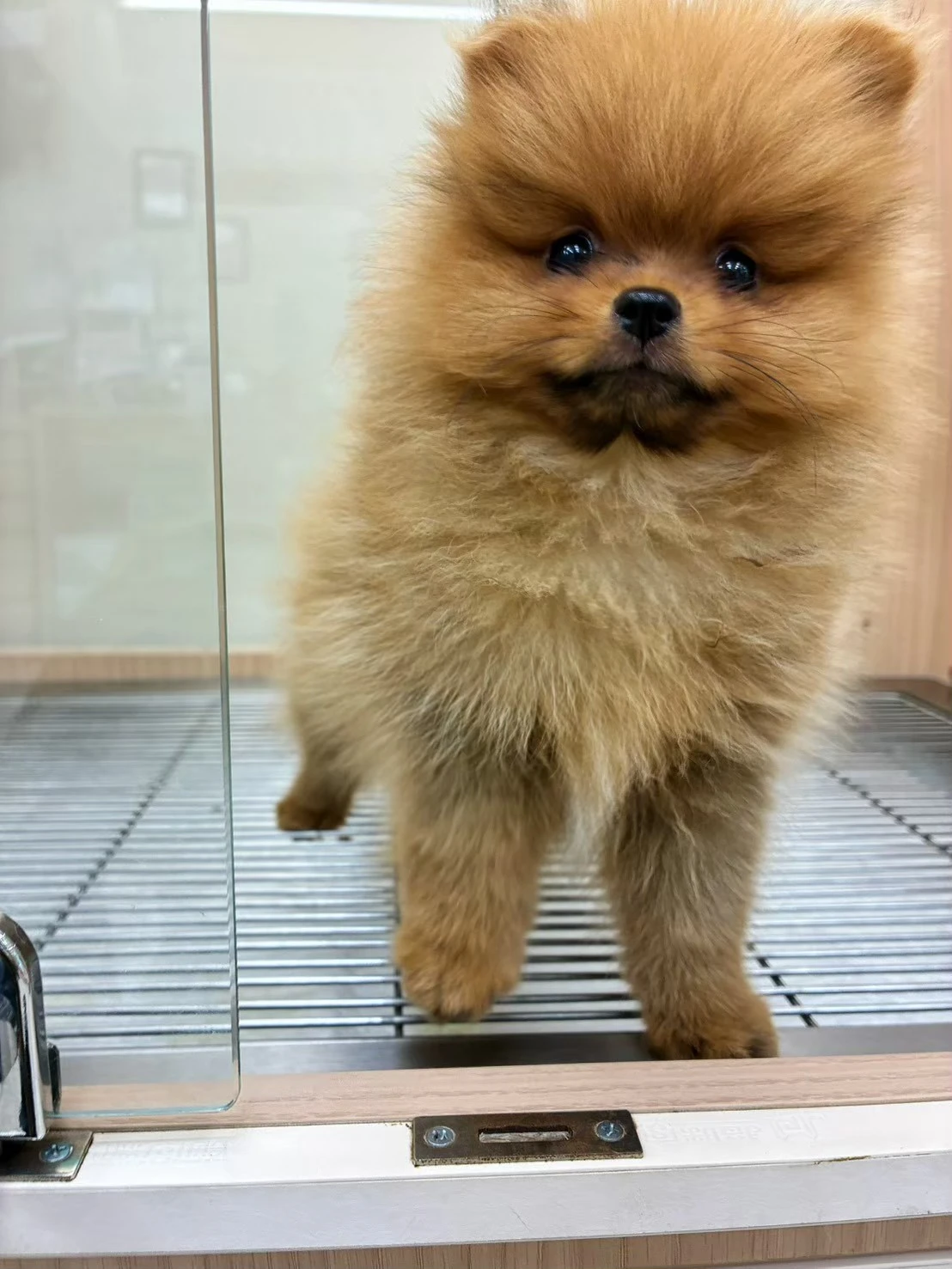 博美犬｜紅