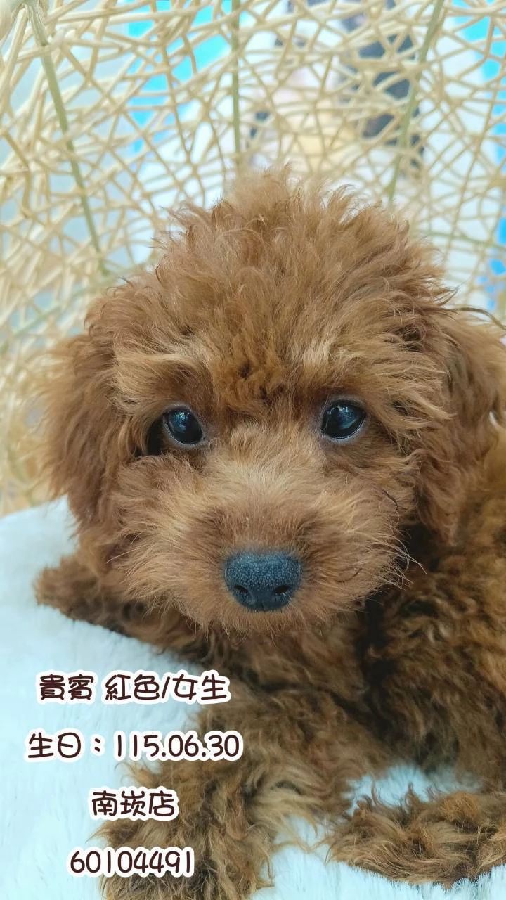 貴賓犬｜紅