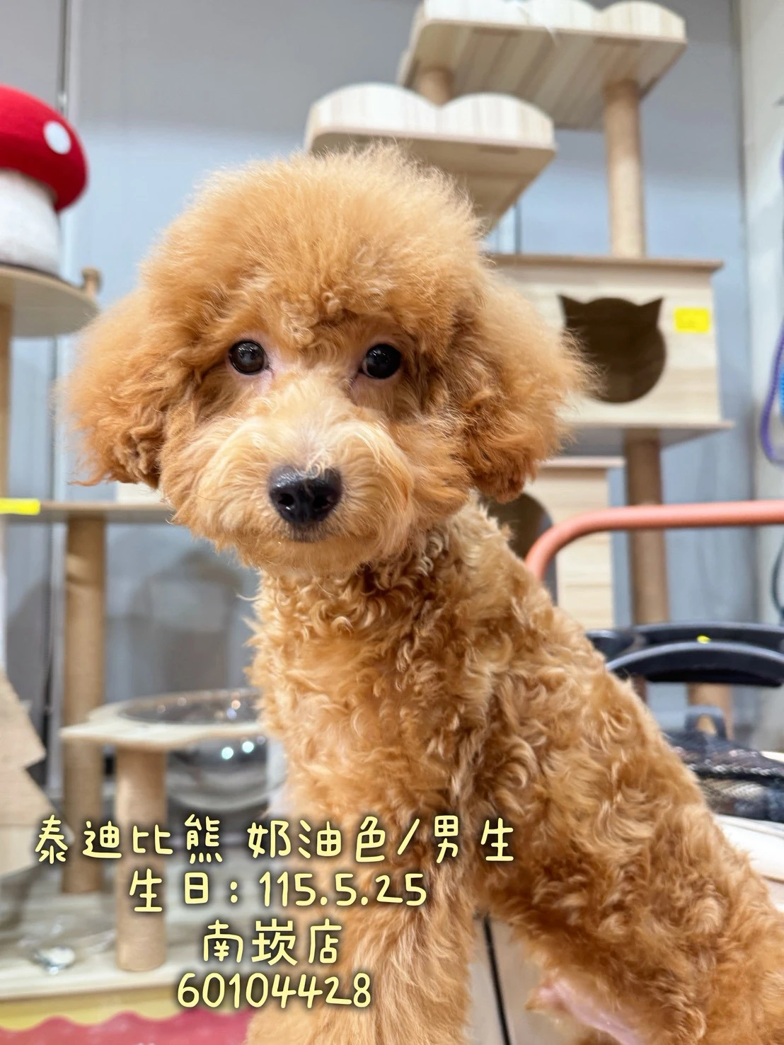 泰迪比熊｜奶油