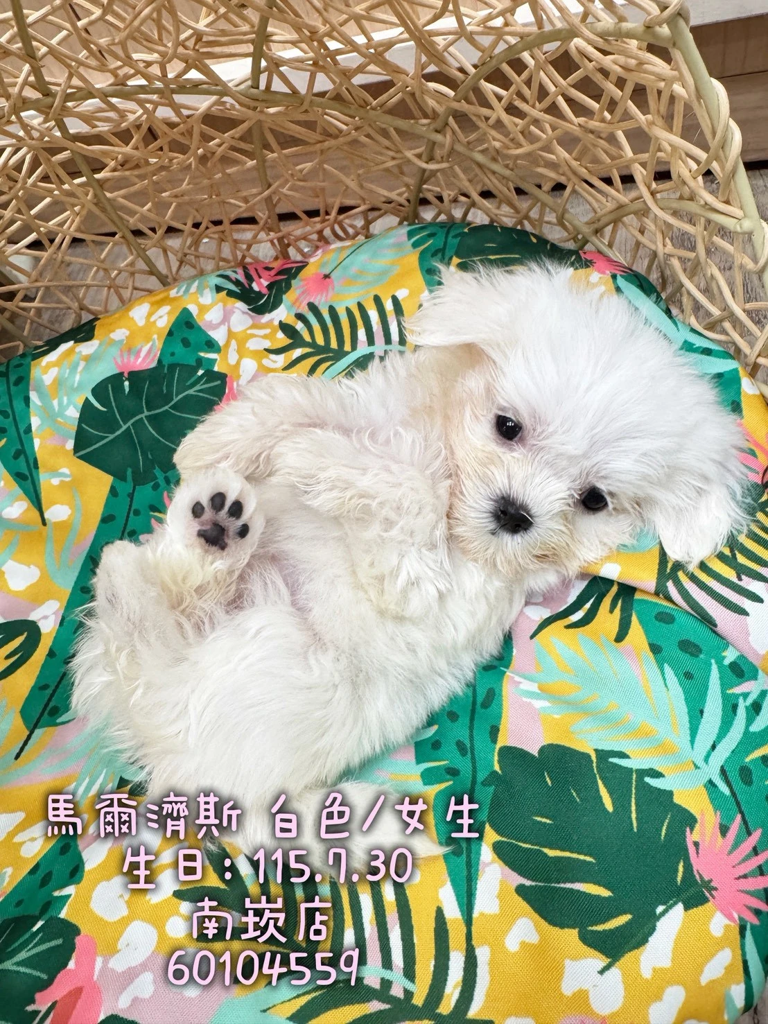 瑪爾濟斯｜白