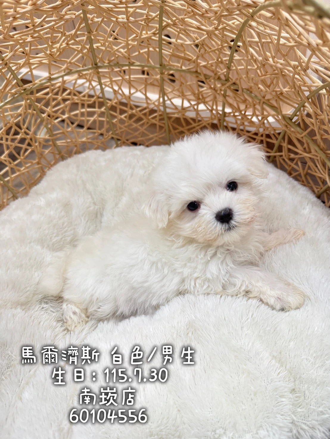 瑪爾濟斯｜白