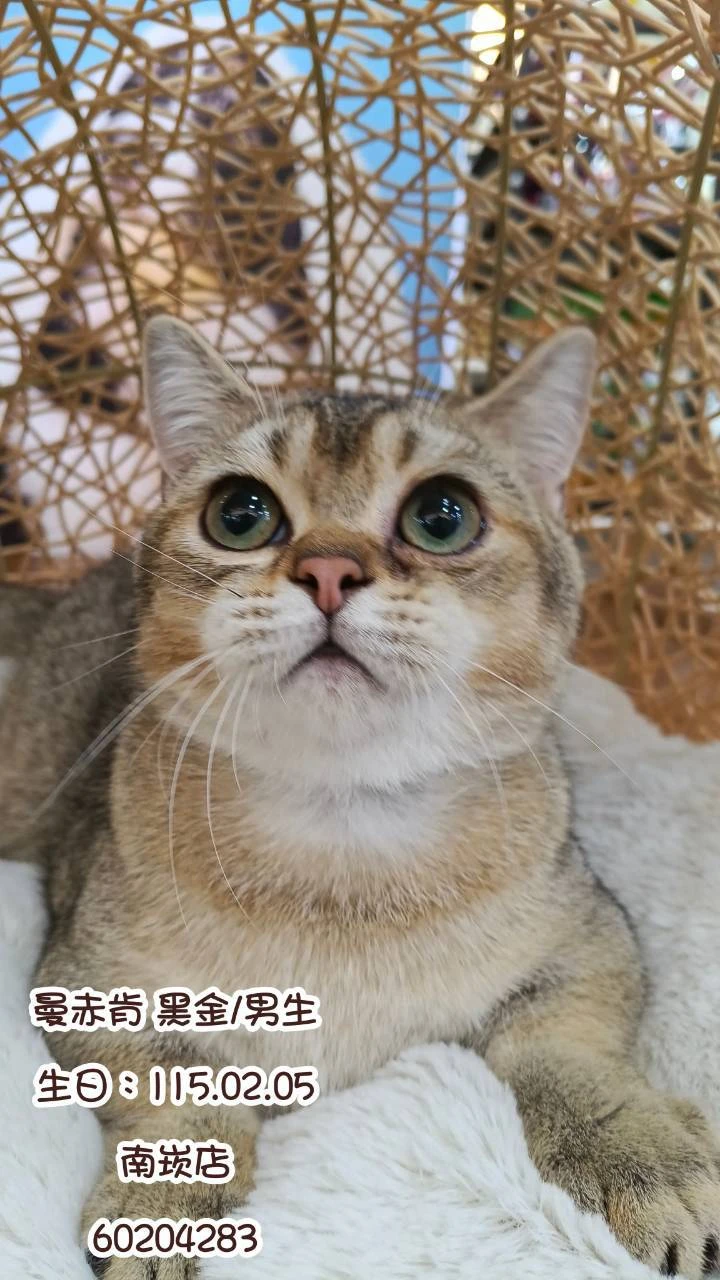 曼赤肯｜黑金