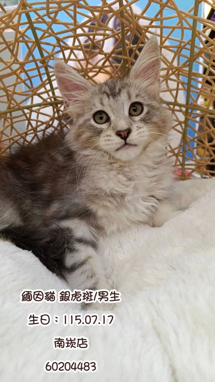 緬因貓｜銀虎斑
