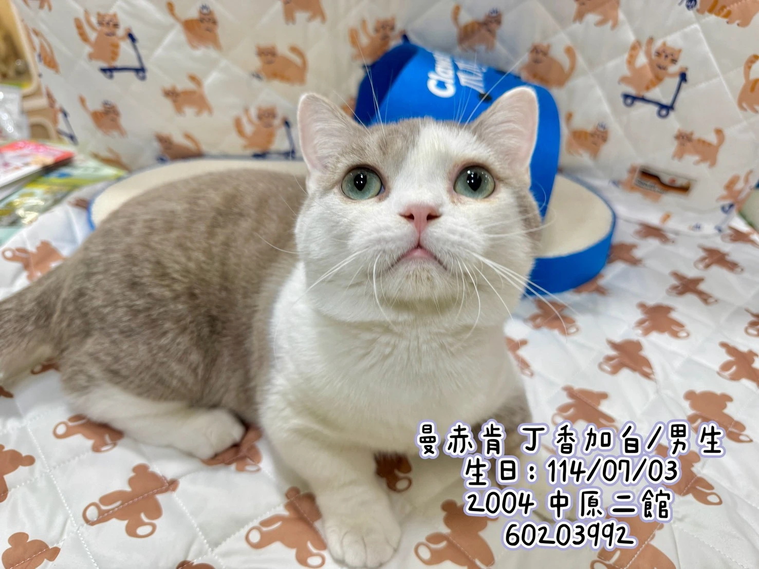 曼赤肯｜丁香加白