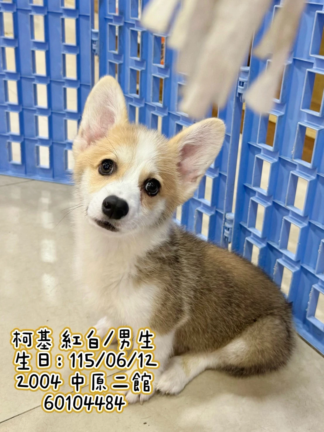柯基犬｜紅白