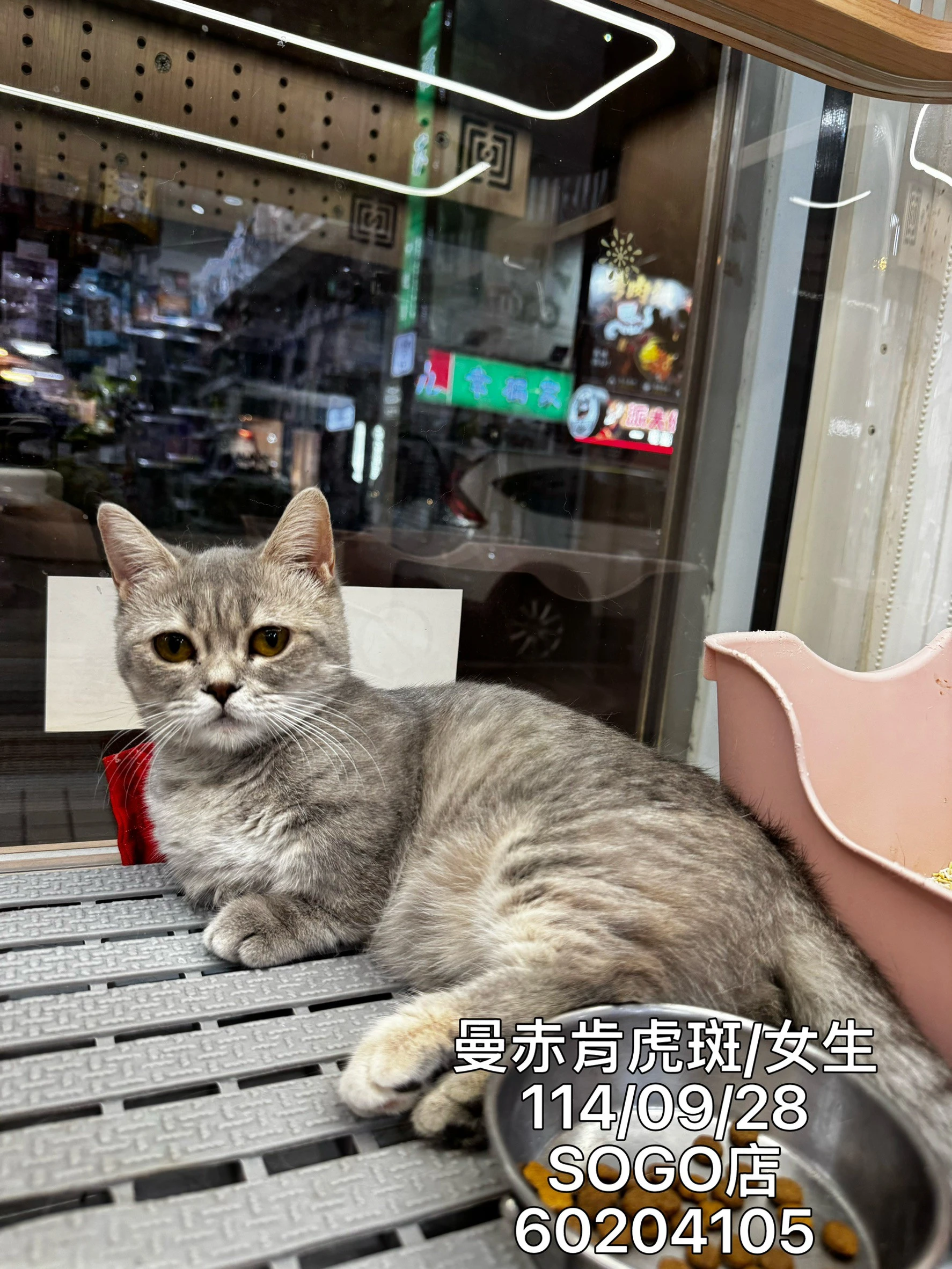 曼赤肯｜虎斑