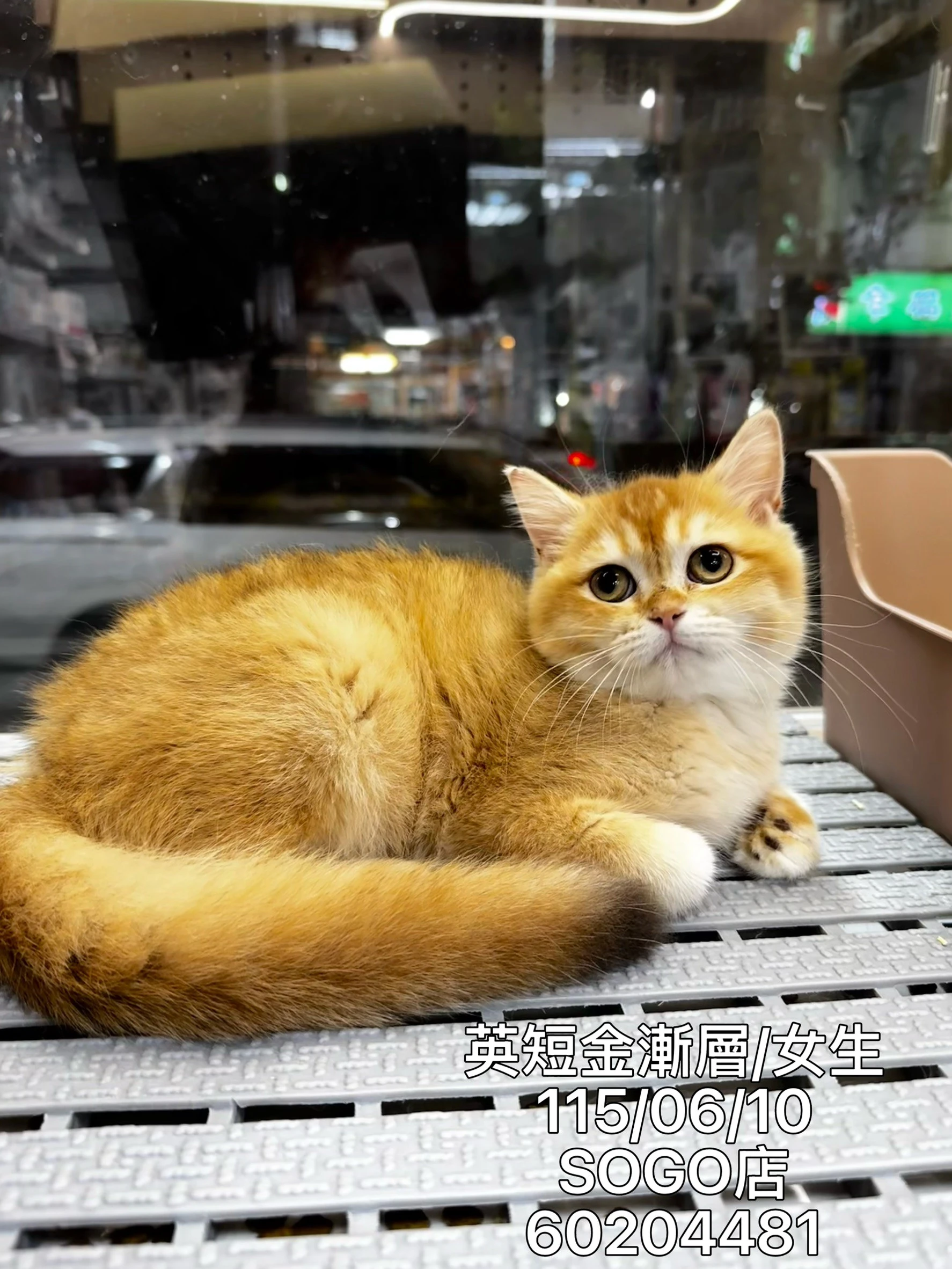 英國短毛貓｜金漸層
