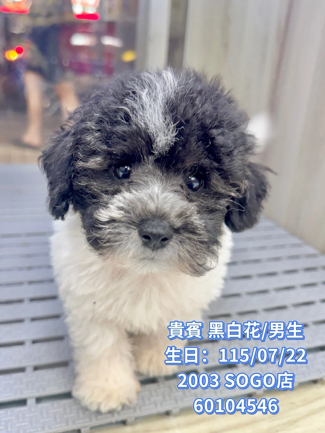 貴賓犬｜黑白花