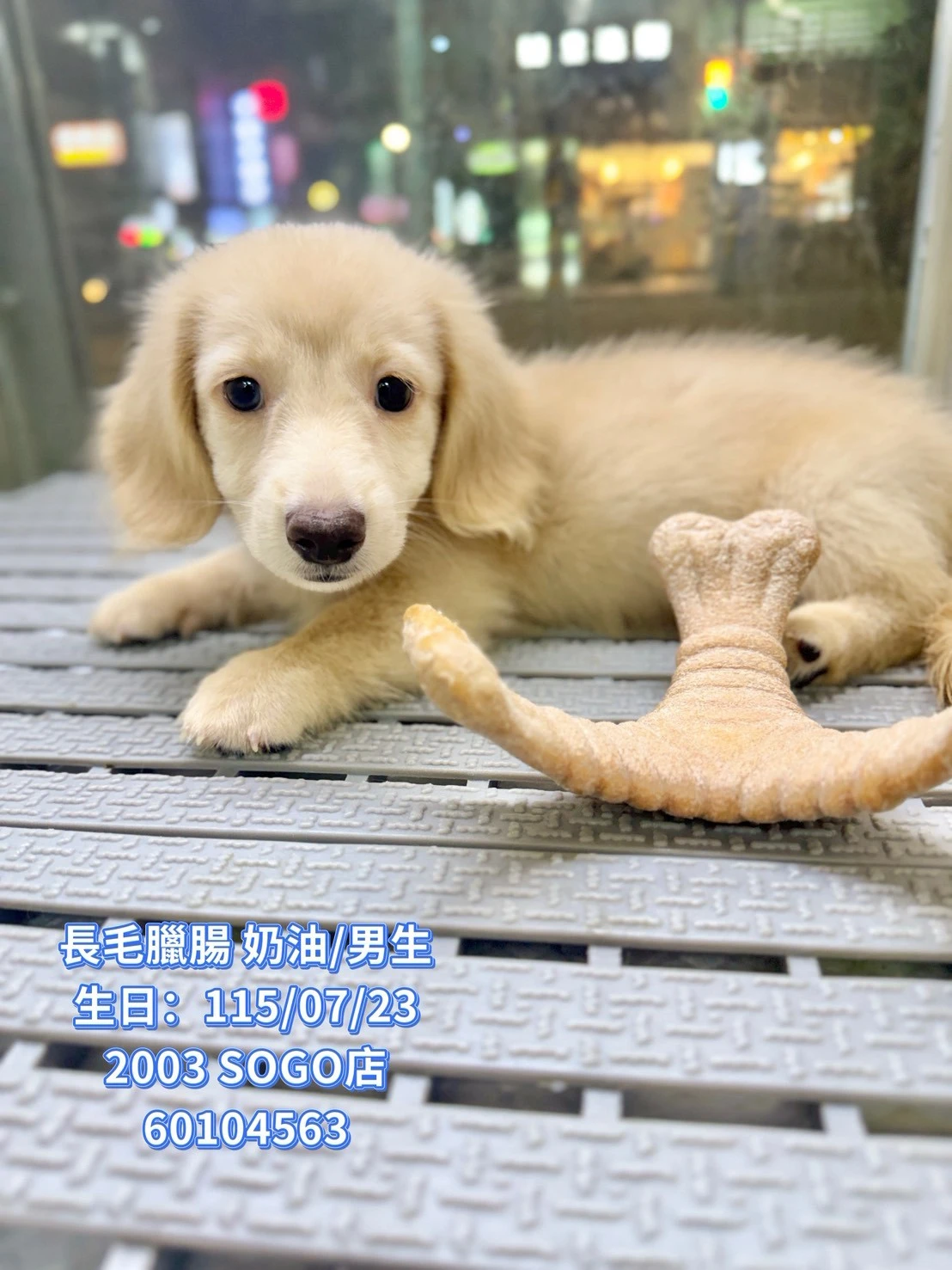 長毛臘腸｜奶油