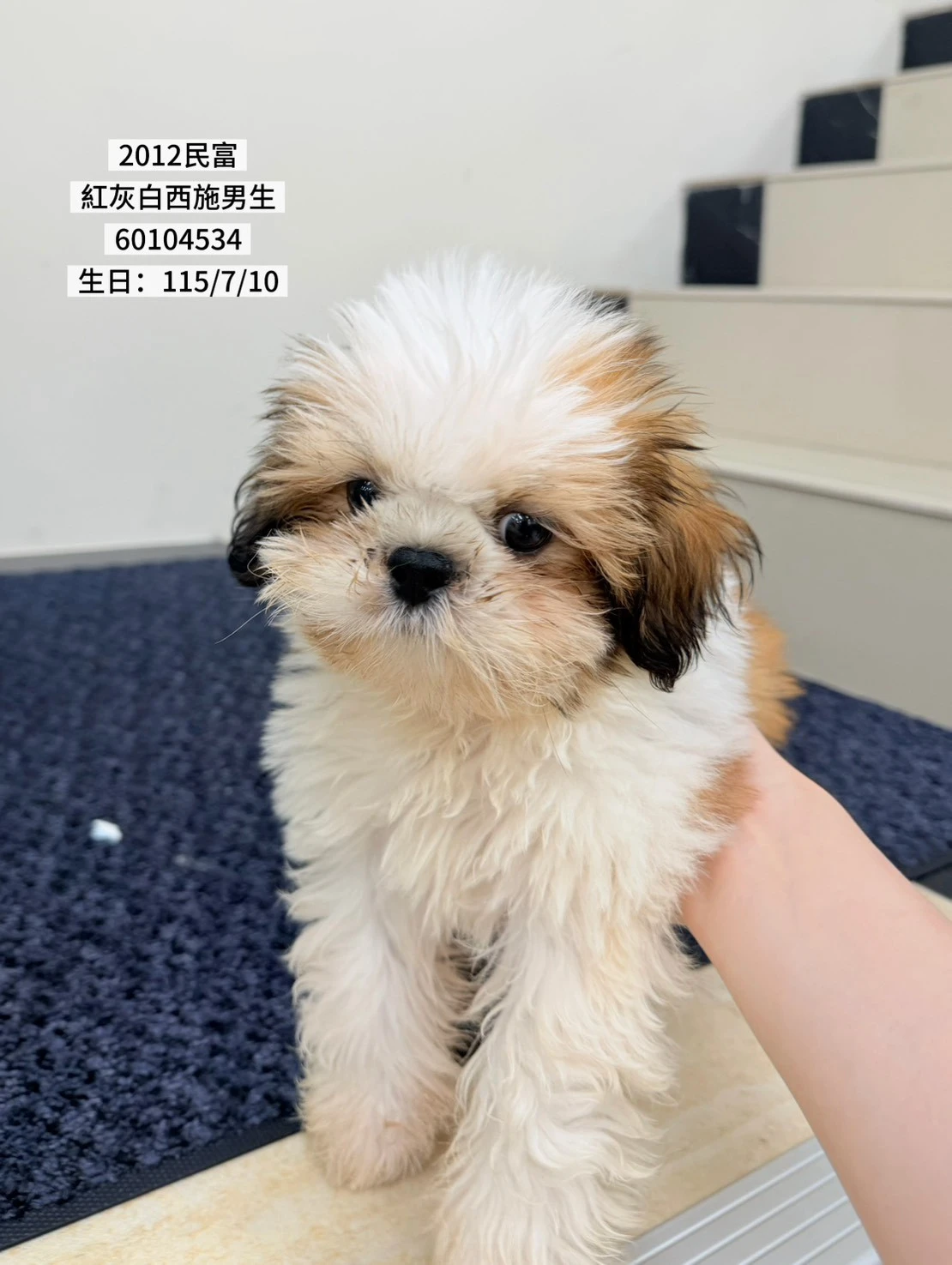 西施犬｜紅灰白