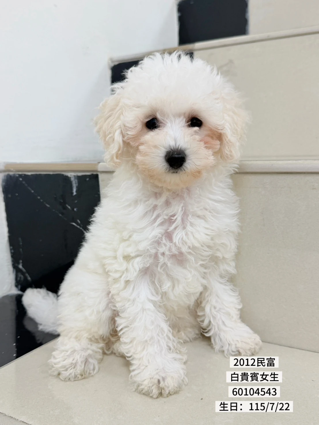 貴賓犬｜白