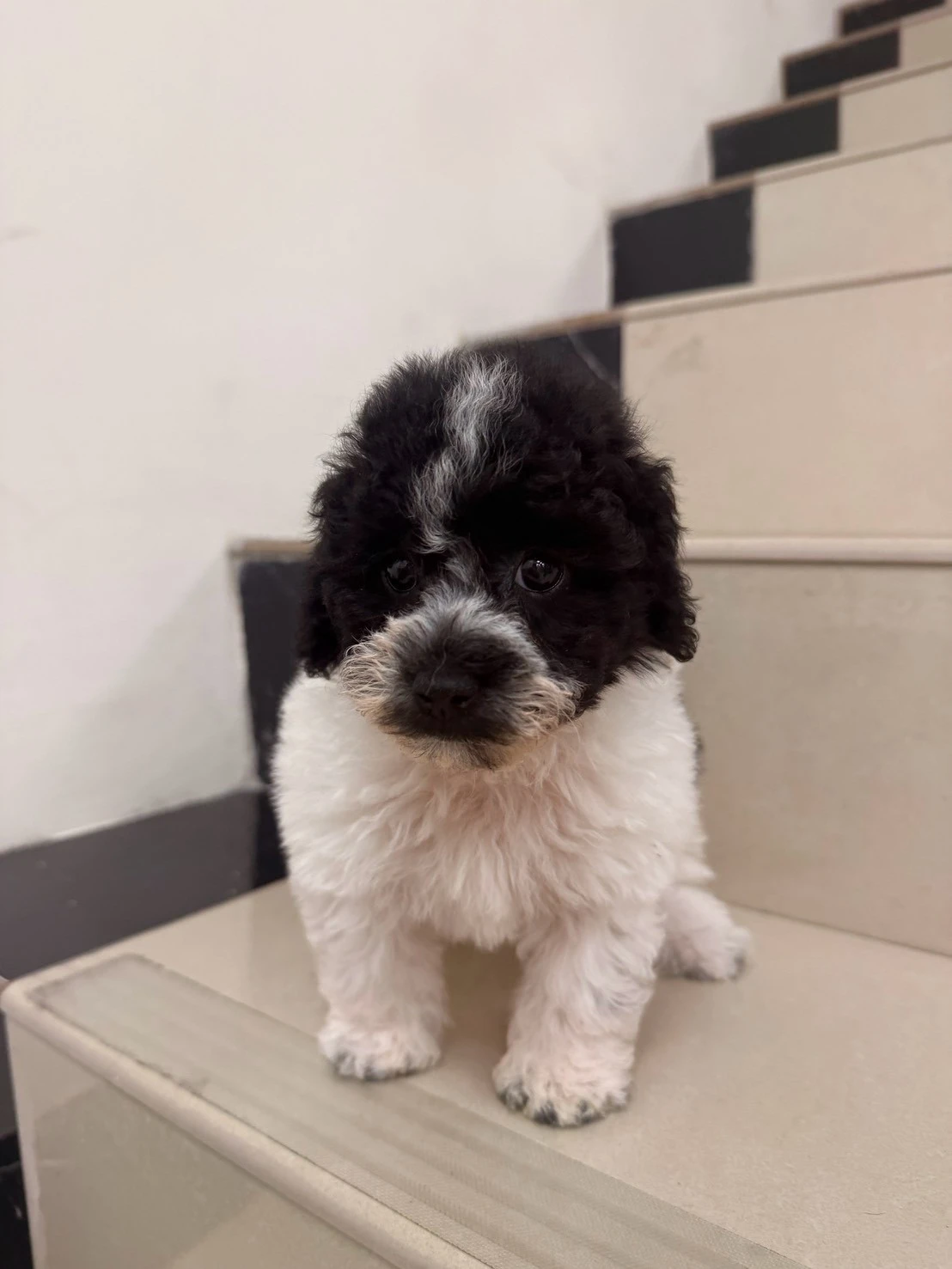 貴賓犬｜黑白花