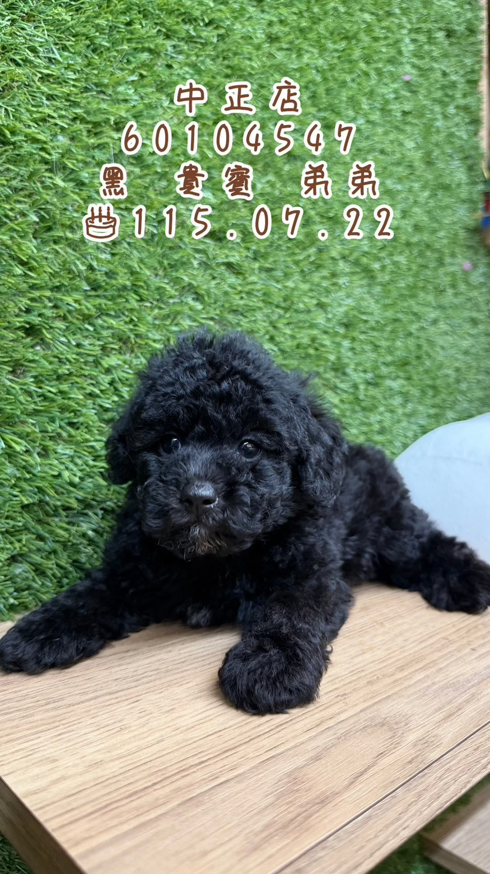 貴賓犬｜黑