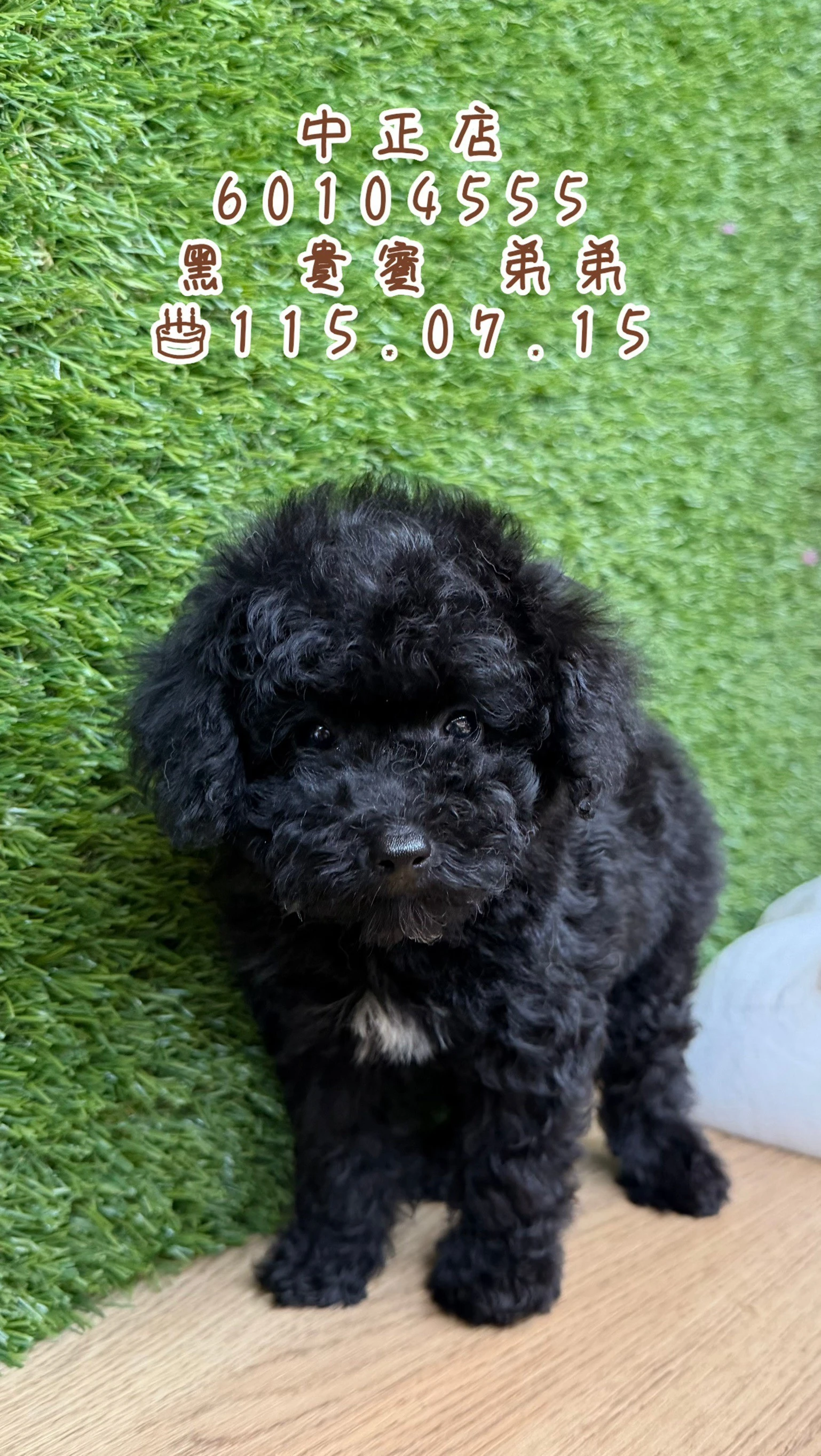 貴賓犬｜黑