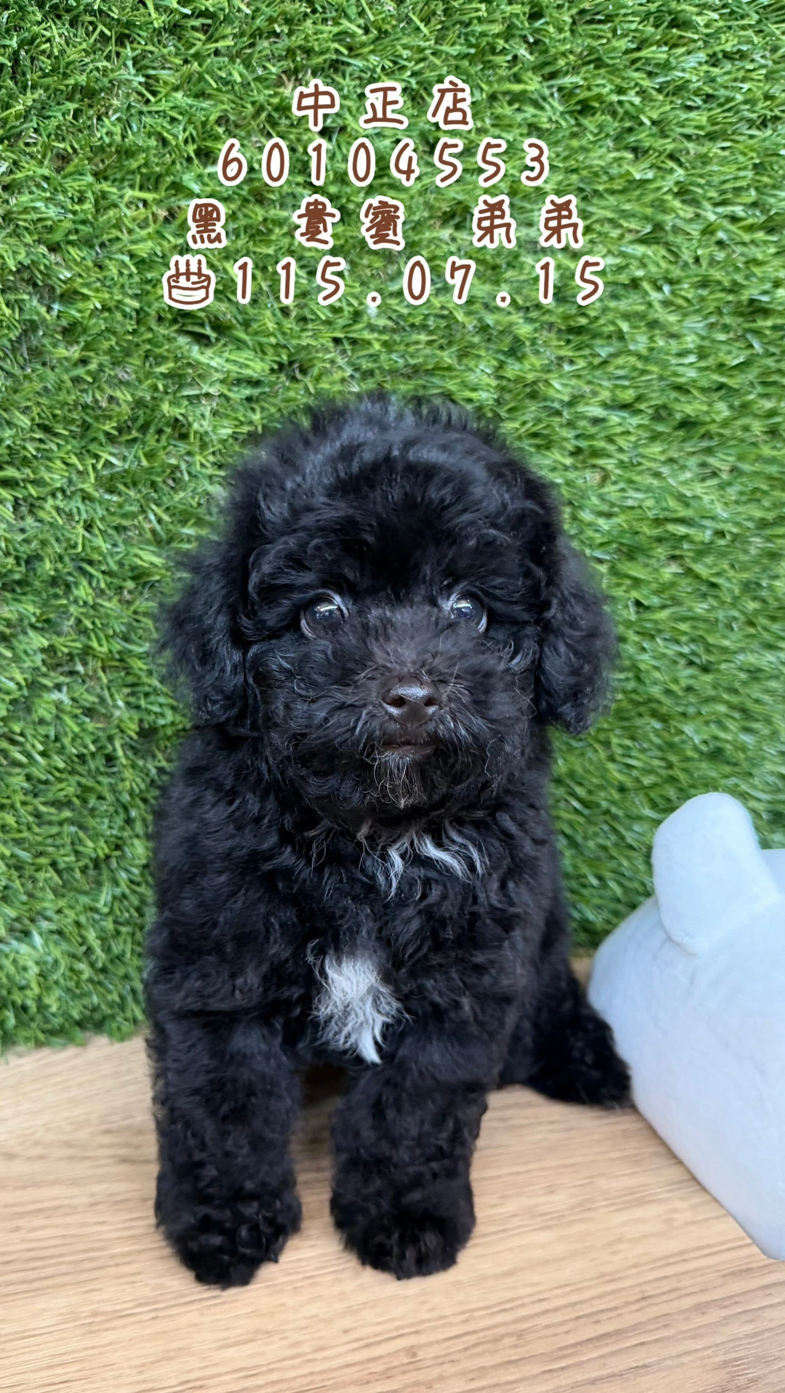貴賓犬｜黑
