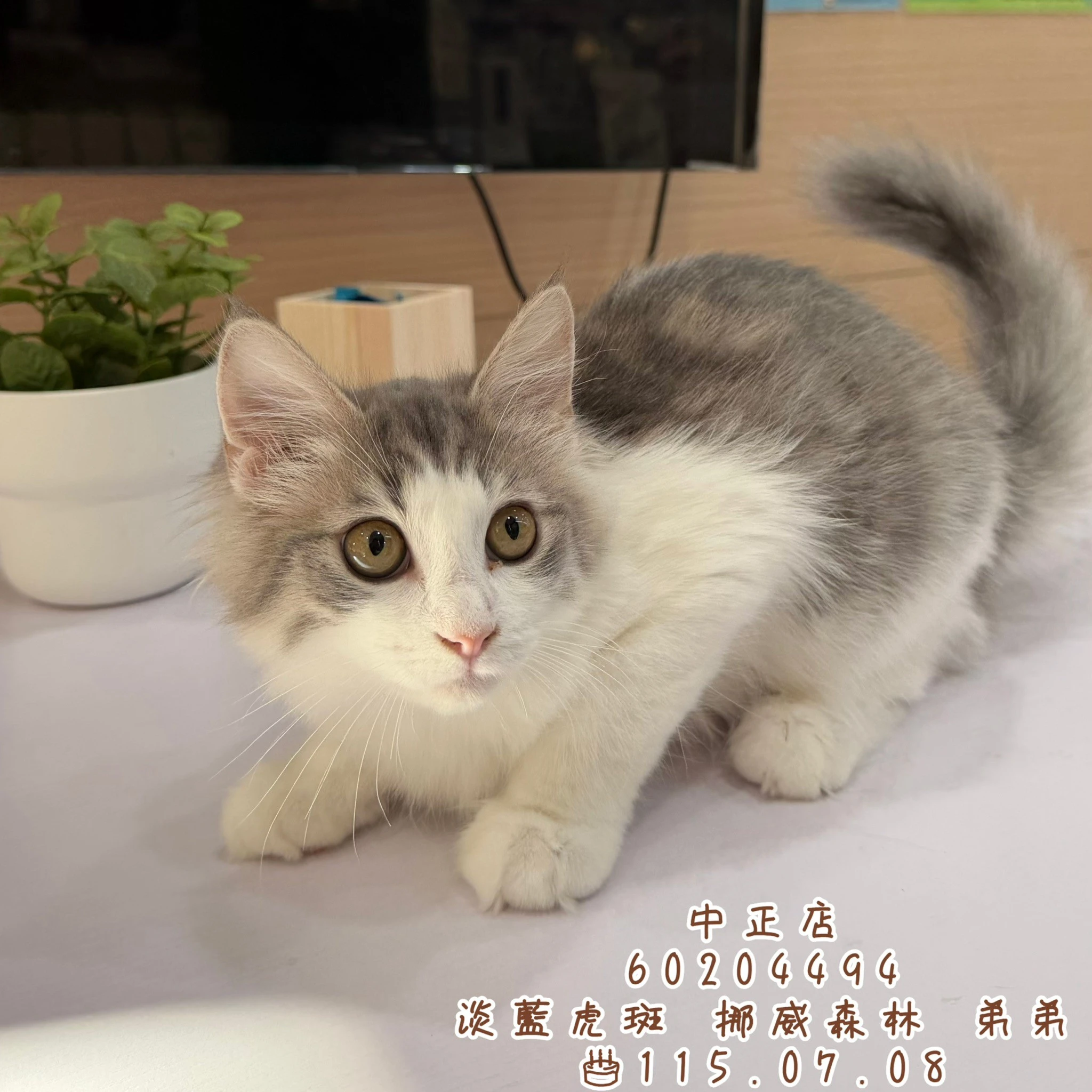 挪威森林｜淡藍虎斑