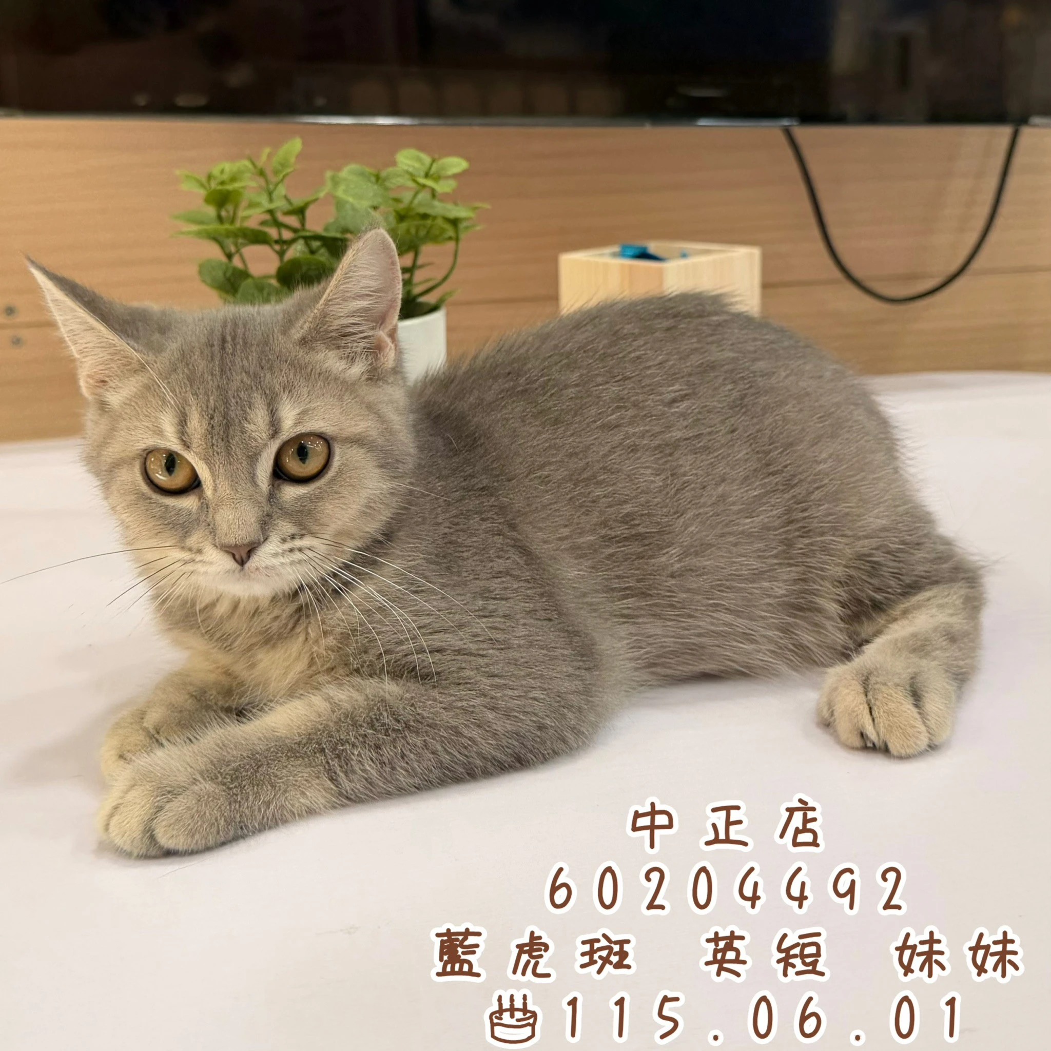 英國短毛貓｜藍虎斑