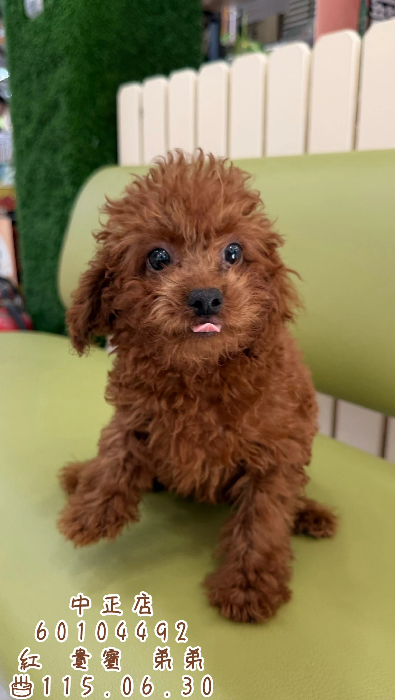 貴賓犬｜紅