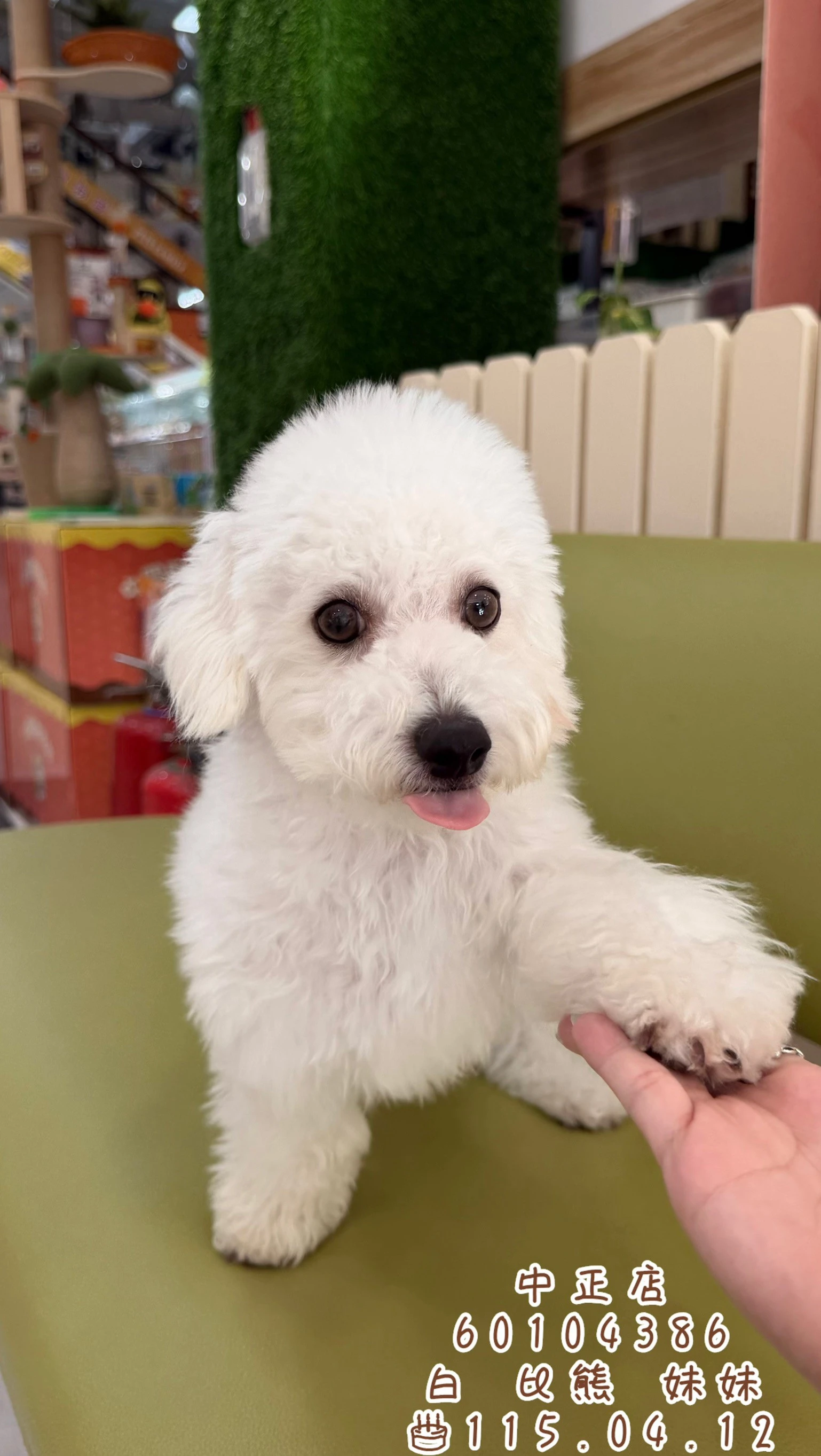 比熊犬｜白