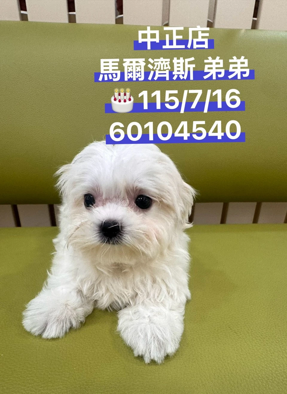 瑪爾濟斯｜白