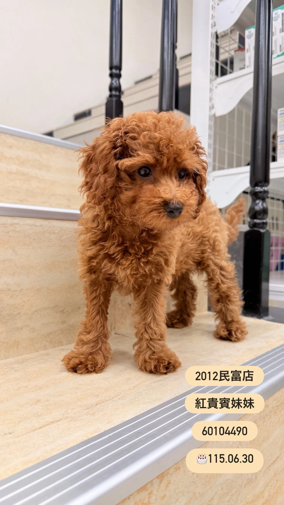 貴賓犬｜紅