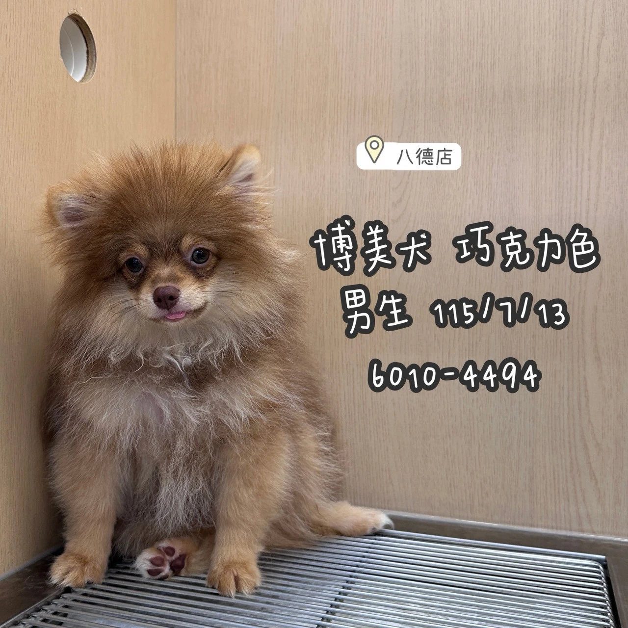 博美犬｜巧克力