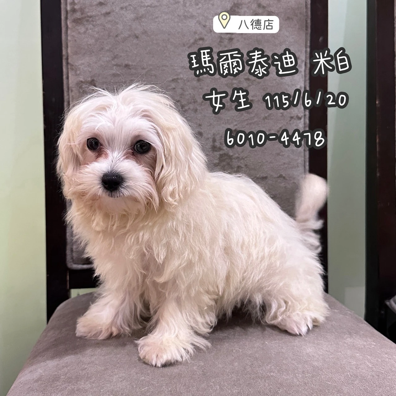 瑪爾泰迪｜米白