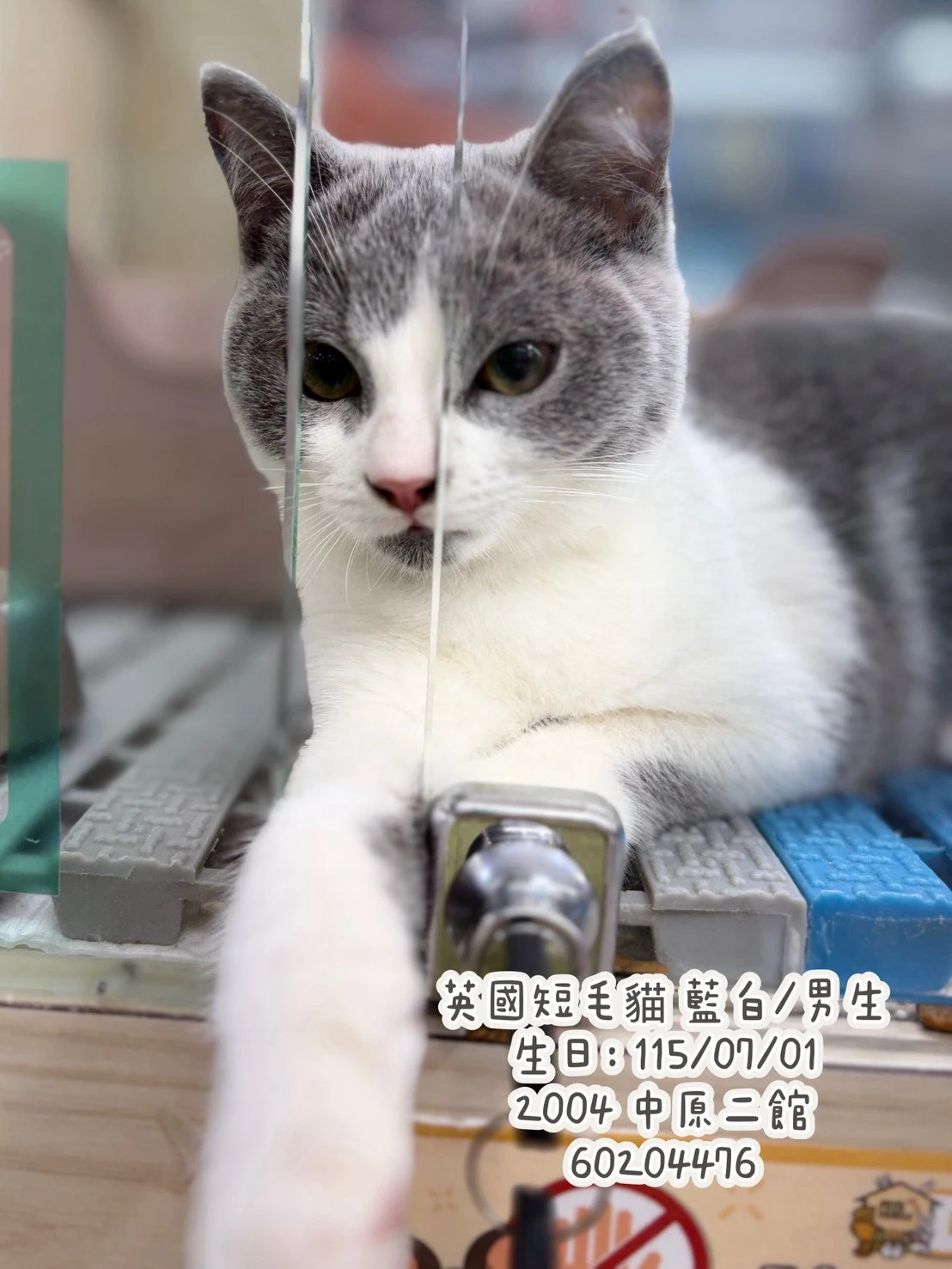英國短毛貓｜藍白
