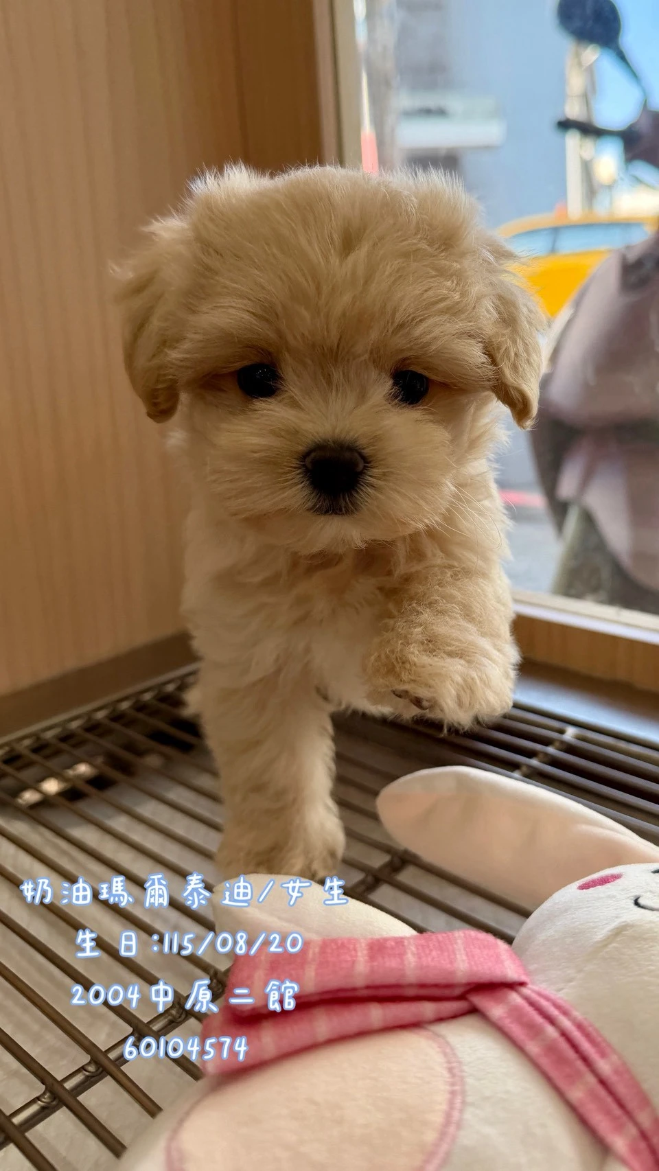瑪爾泰迪｜奶油