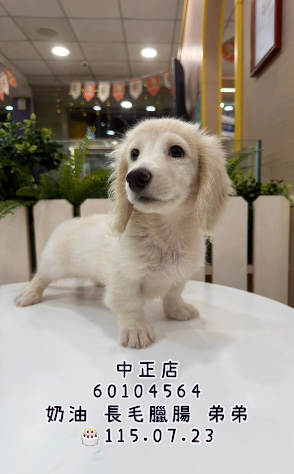 長毛臘腸｜奶油