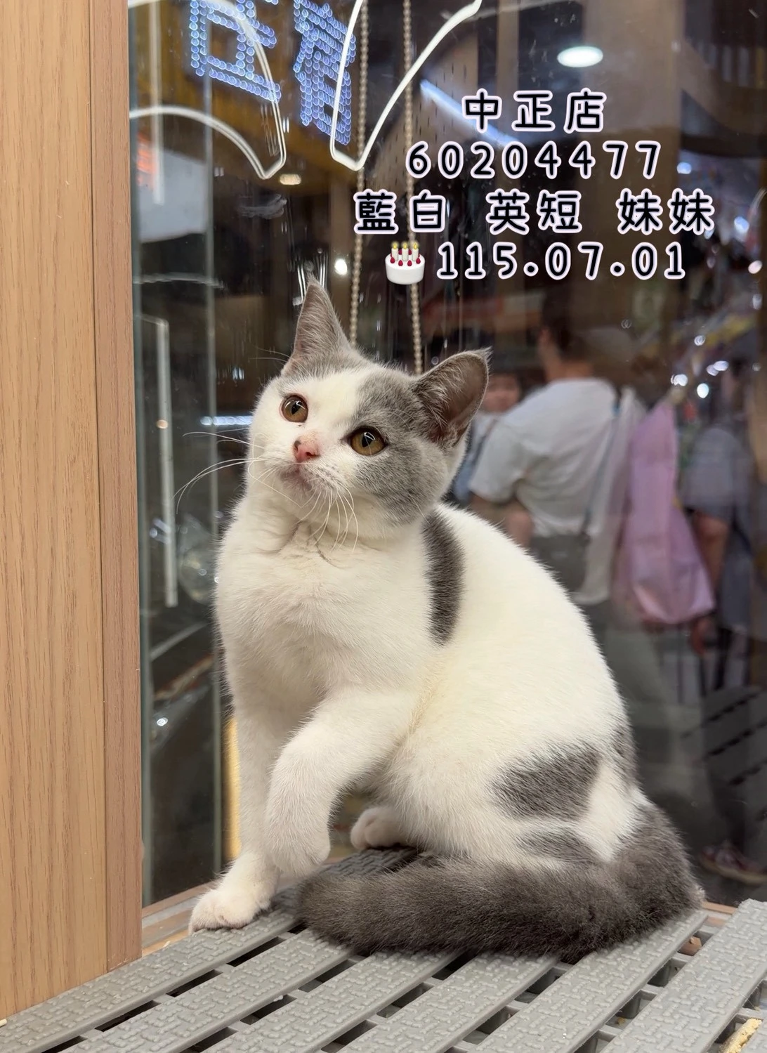 英國短毛貓｜藍白