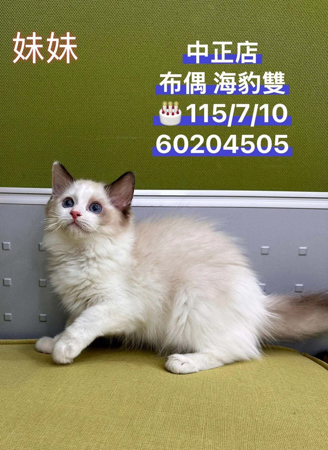 布偶貓｜海豹雙色