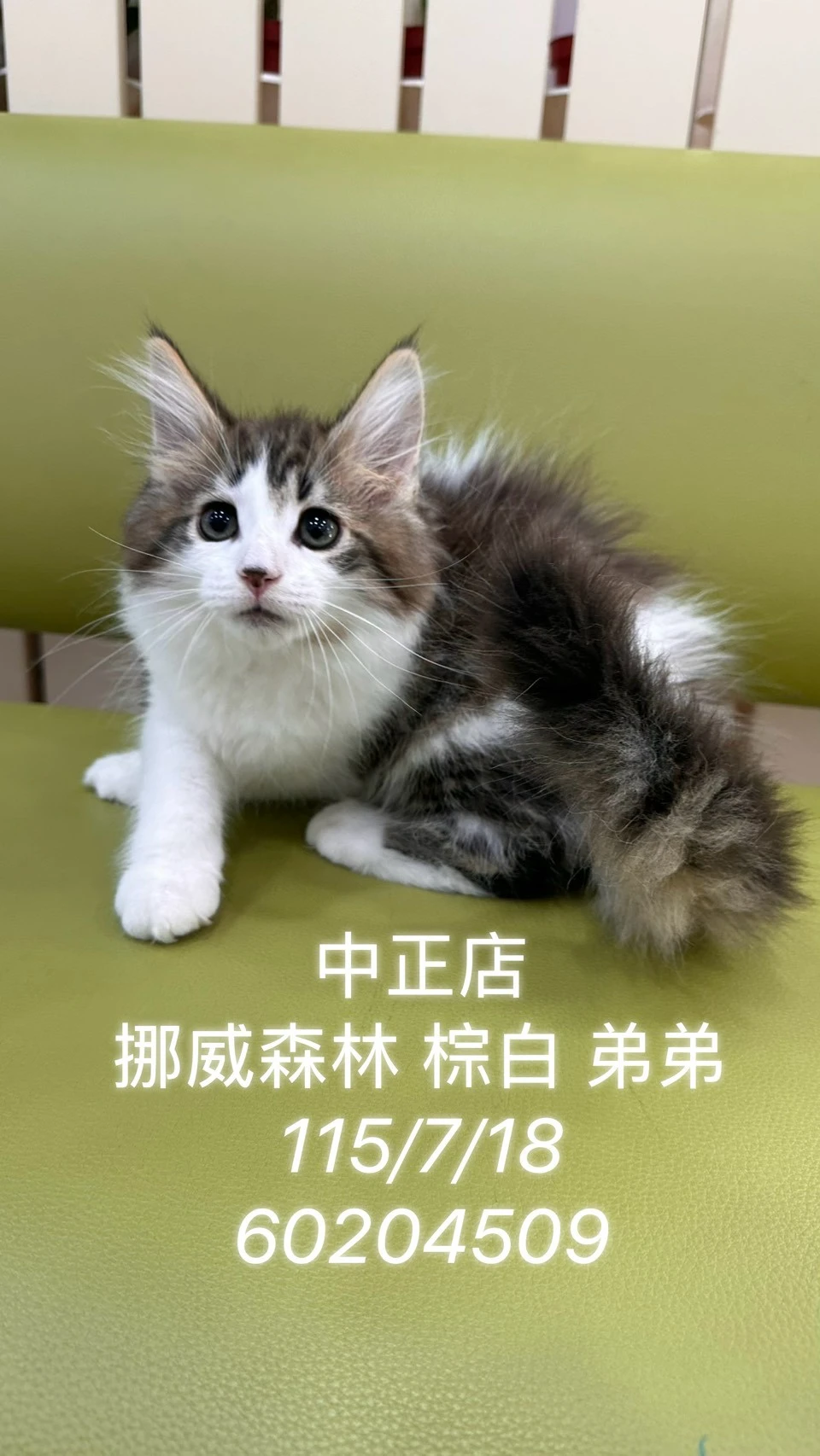 挪威森林｜棕白