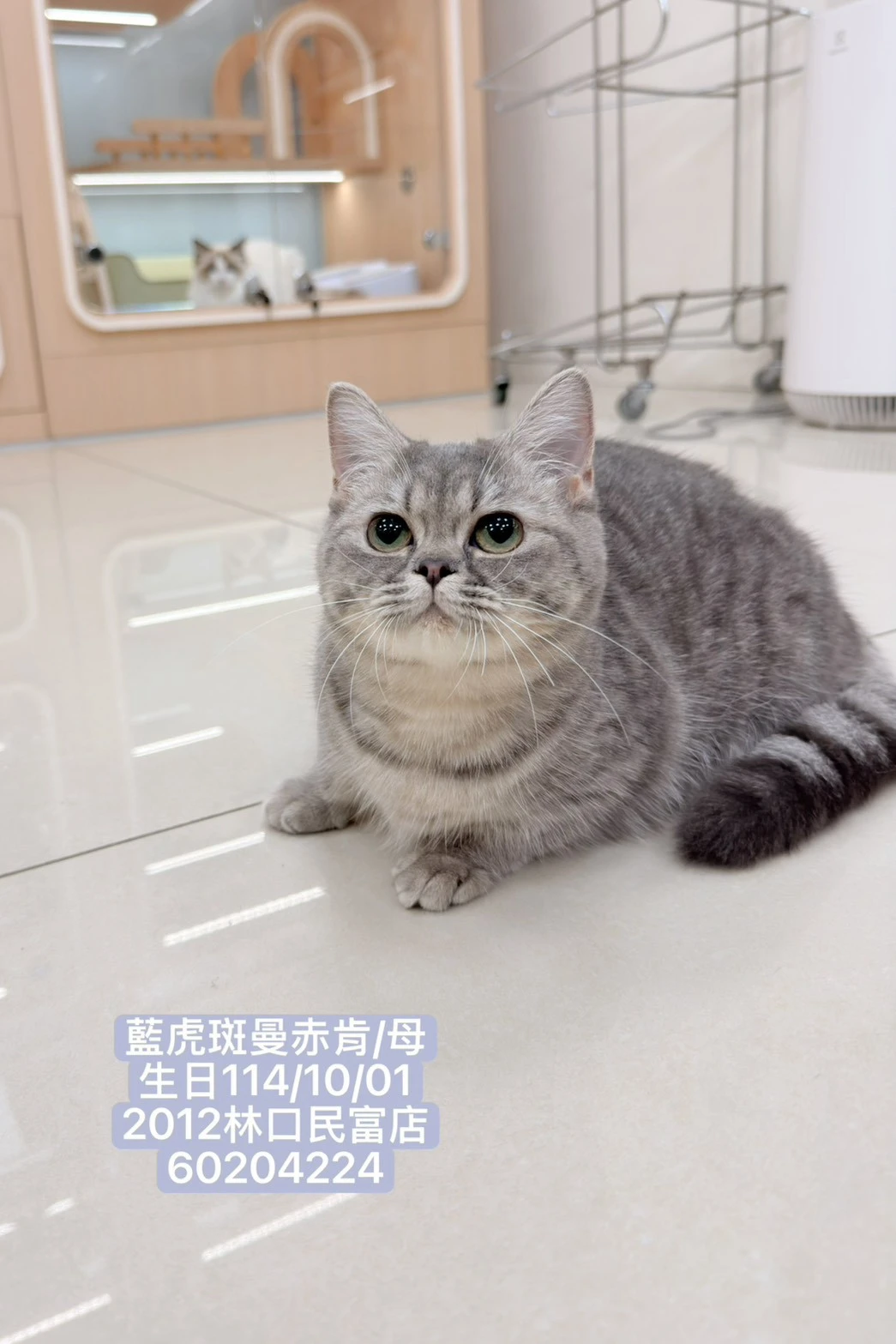 曼赤肯｜藍虎斑【有家】