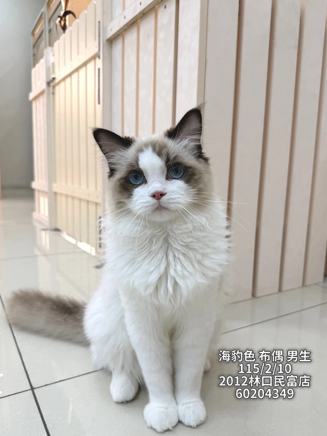 布偶貓｜海豹色