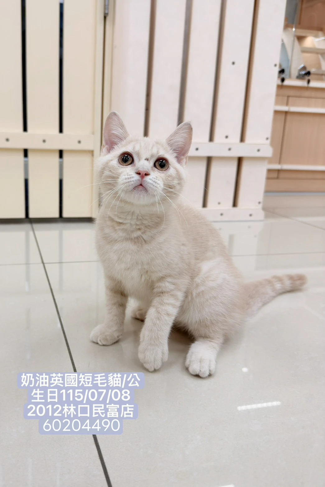 英國短毛貓｜奶油