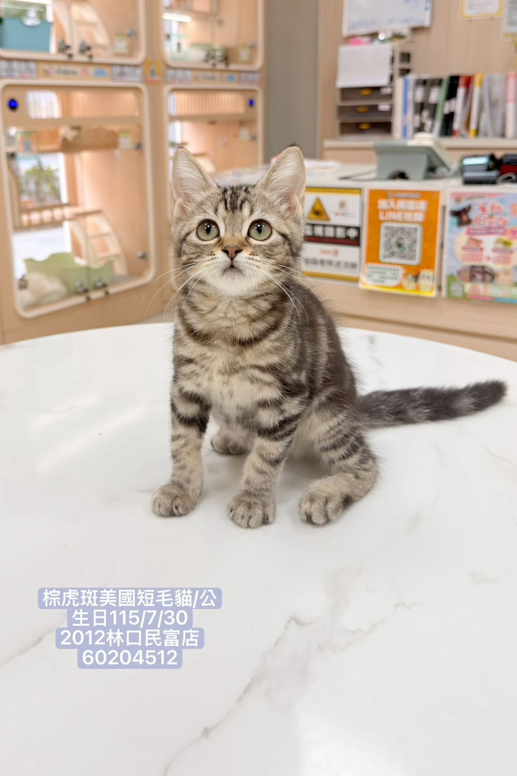 美國短毛貓｜棕虎斑