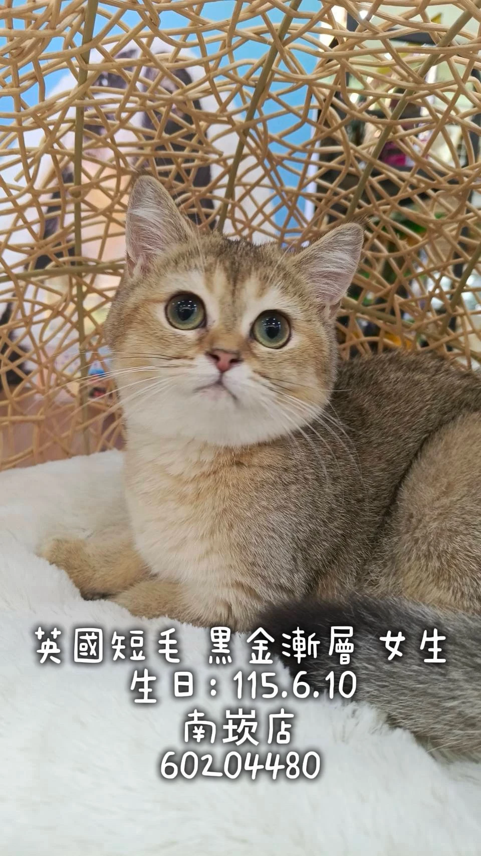 英國短毛貓｜黑金漸層