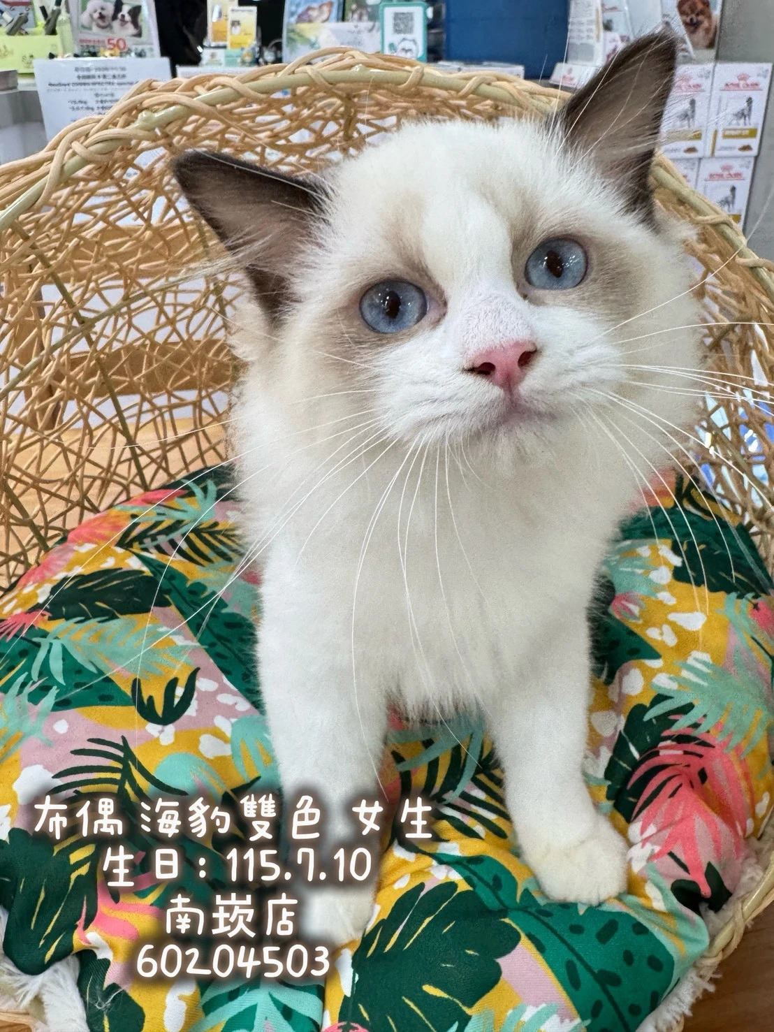布偶貓｜海豹雙色