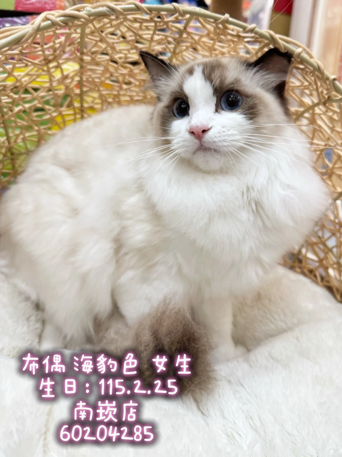 布偶貓｜海豹色