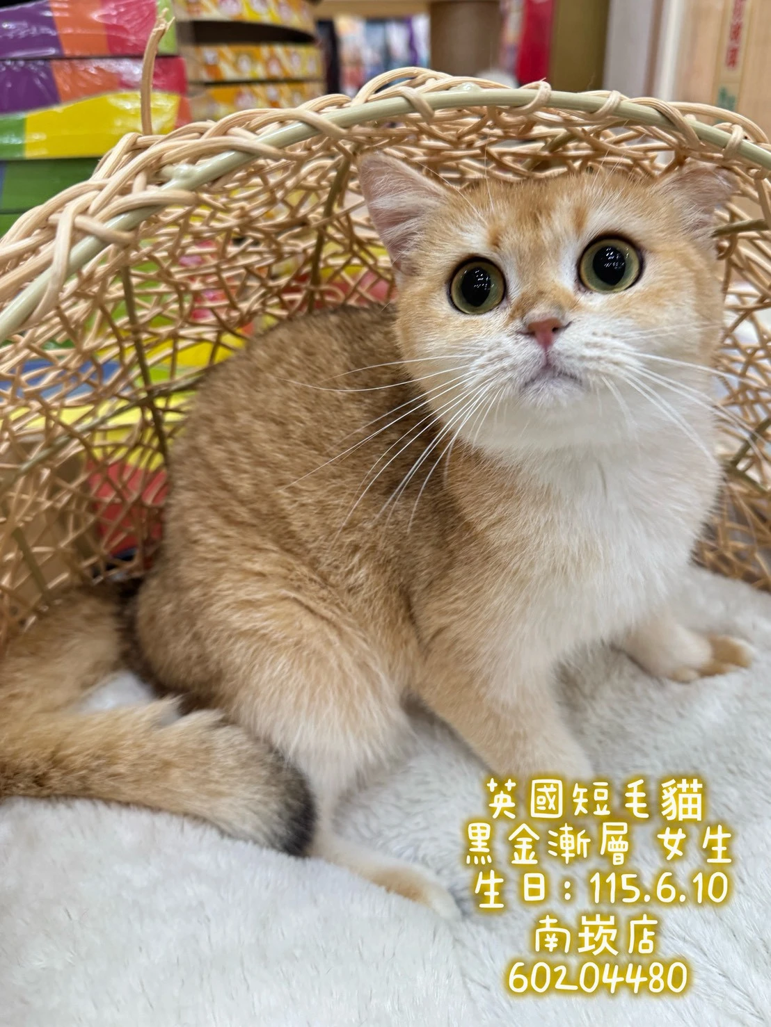 英國短毛貓｜黑金漸層