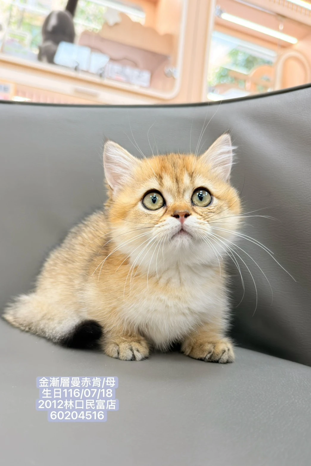 曼赤肯｜金漸層