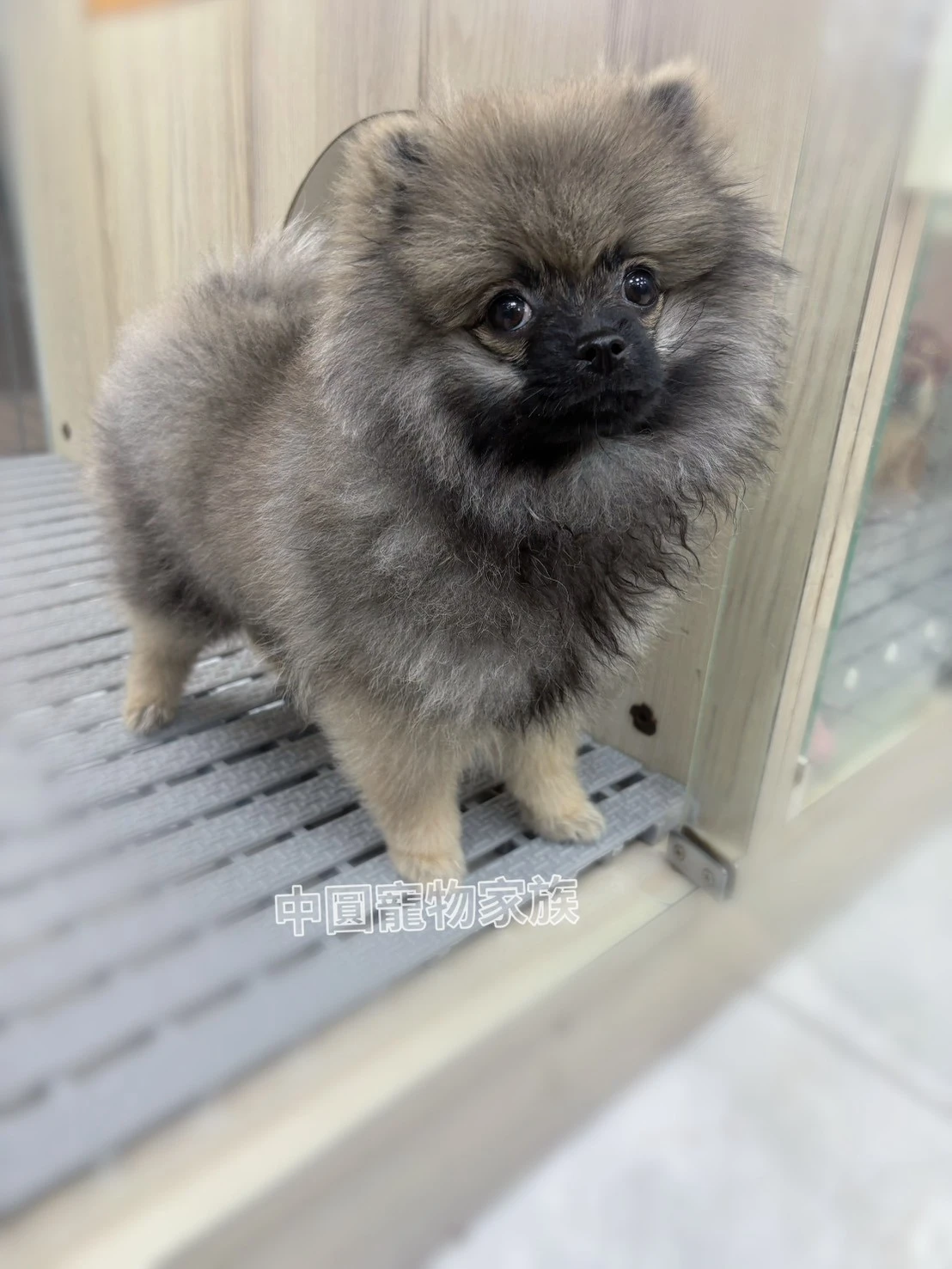 博美犬｜黑貂