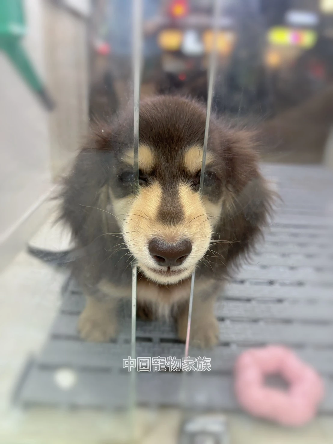 長毛臘腸｜巧奶