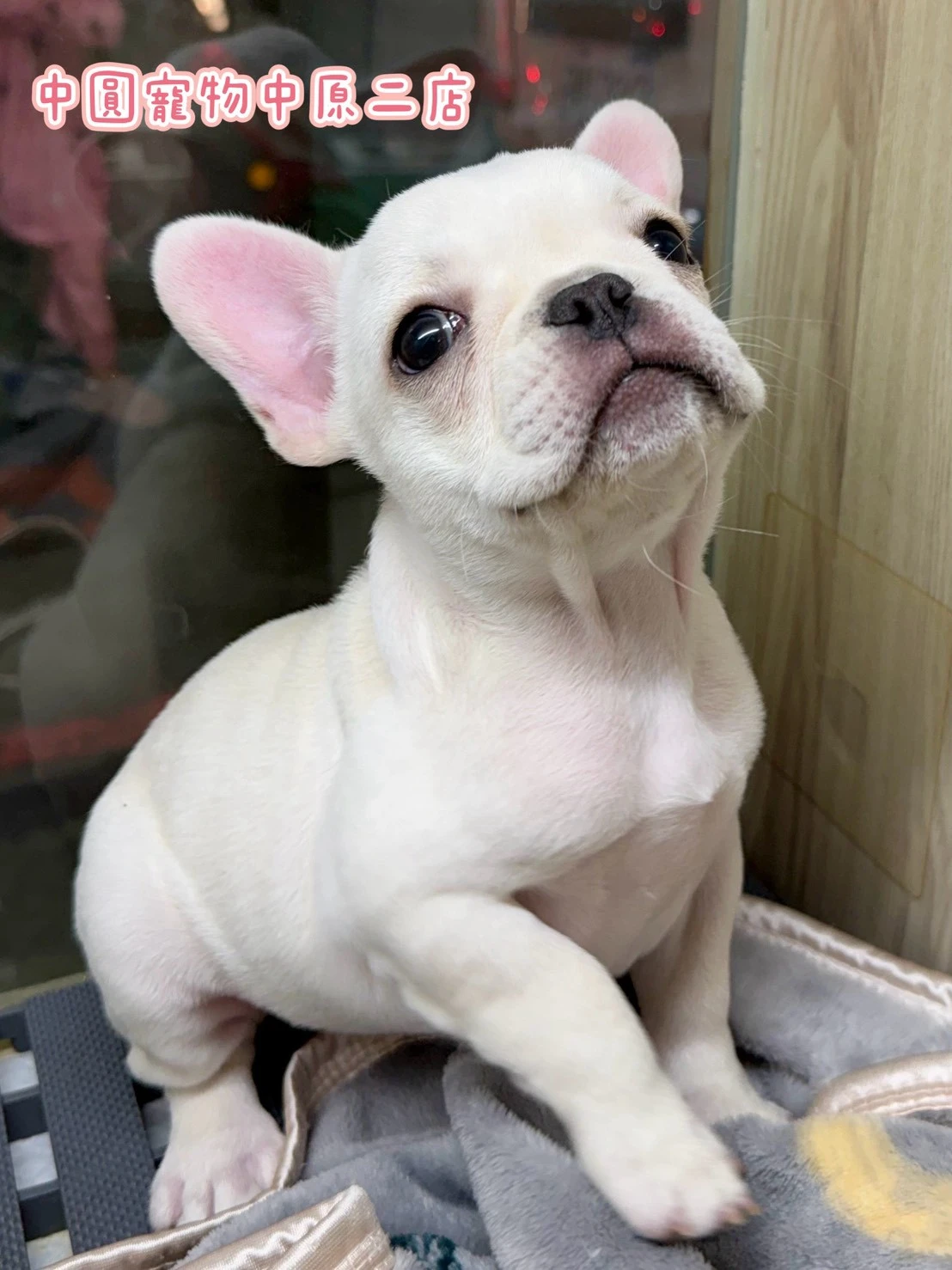 法國鬥牛犬｜奶油