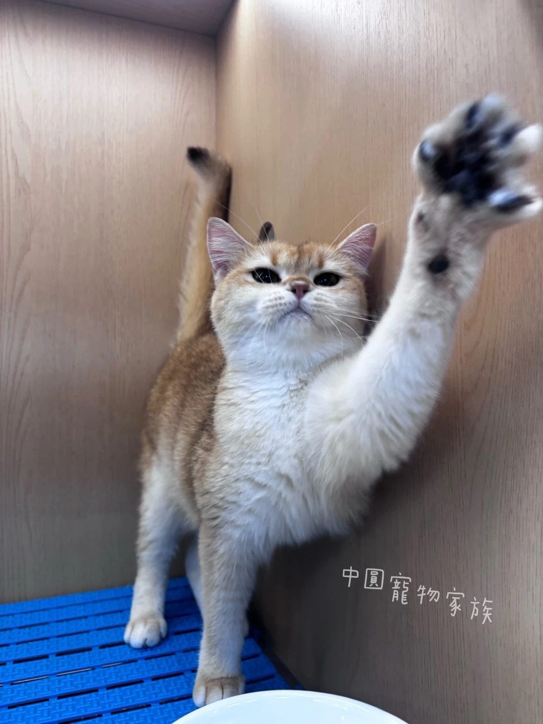 英國短毛貓｜黑金漸層