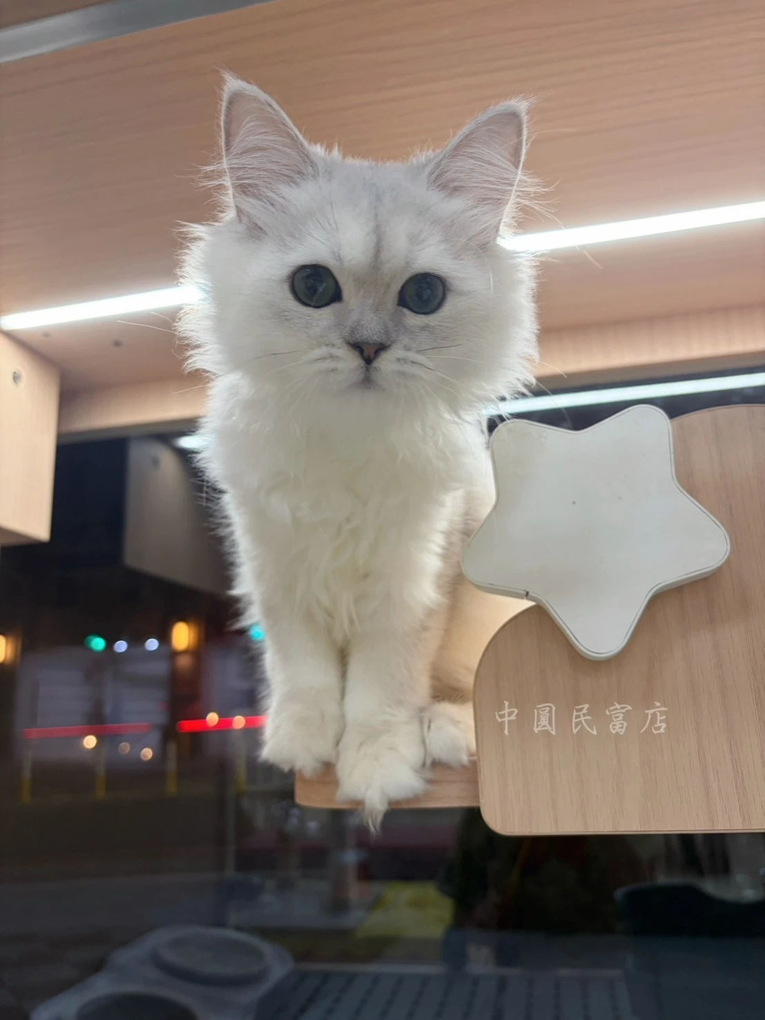 英國長毛貓｜銀漸層